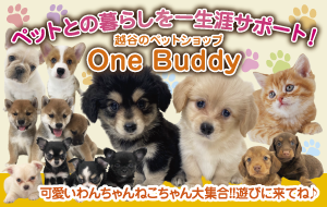 耳つぼダイエット「Olive」